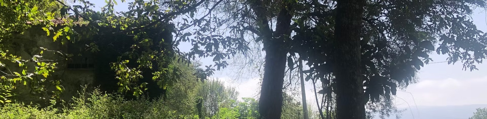 Waterfall in nature