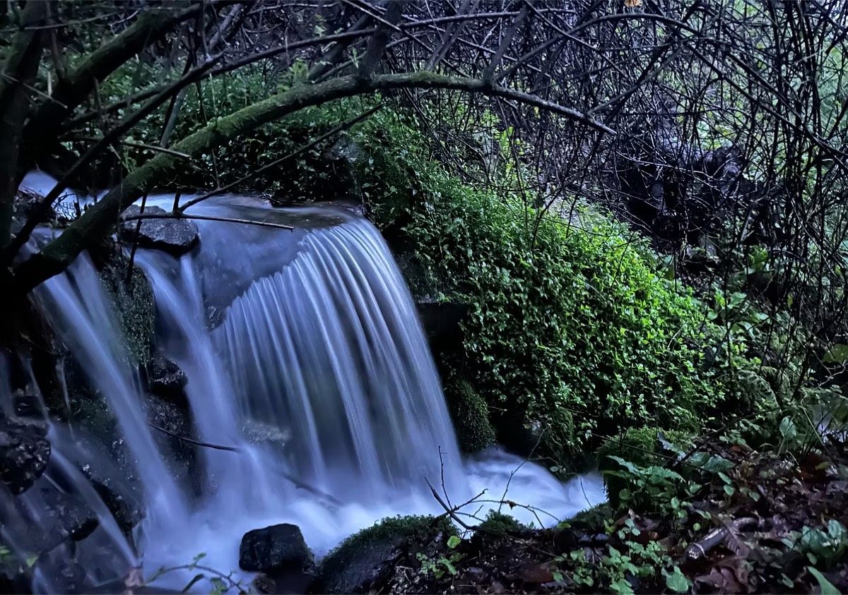 Nature scene